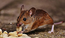 24 Hour & Emergency Exterminators in Rozellville, WI